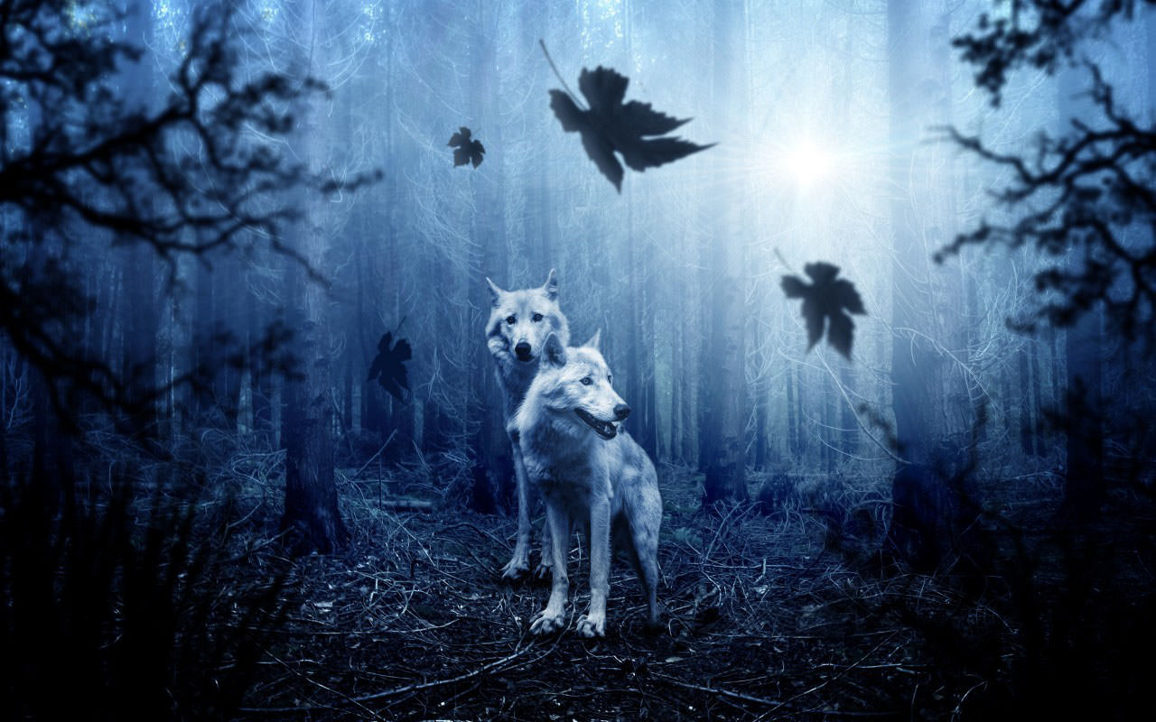 Forest Wolves