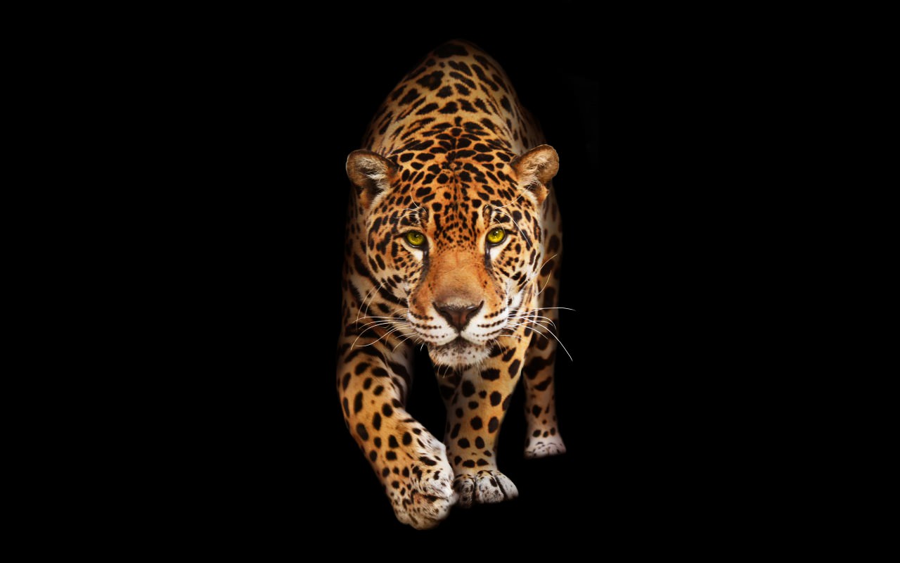 Wild Cat Jaguar