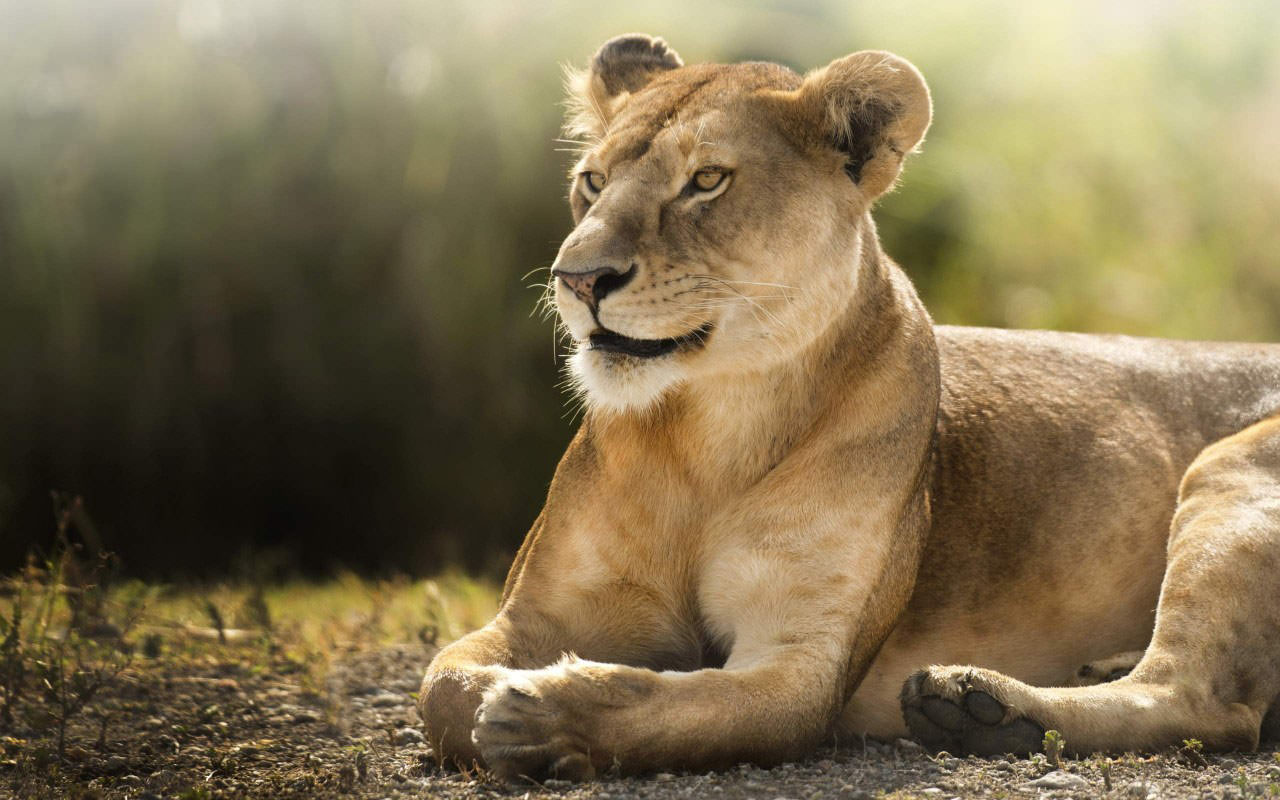 Africa Lioness