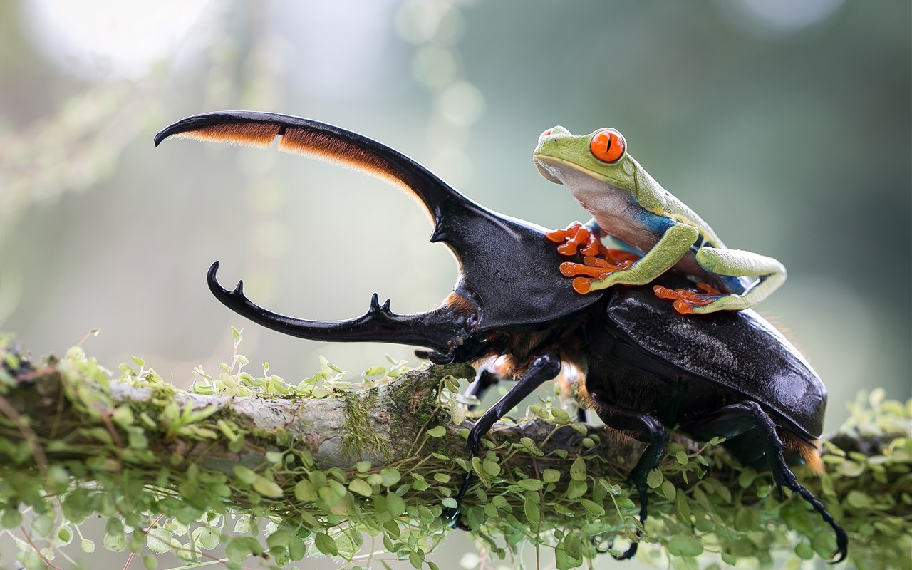 Insect and Frog
