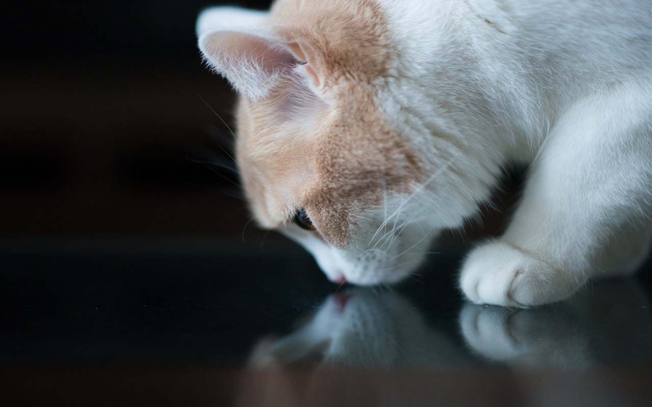 White Cat Sniffing