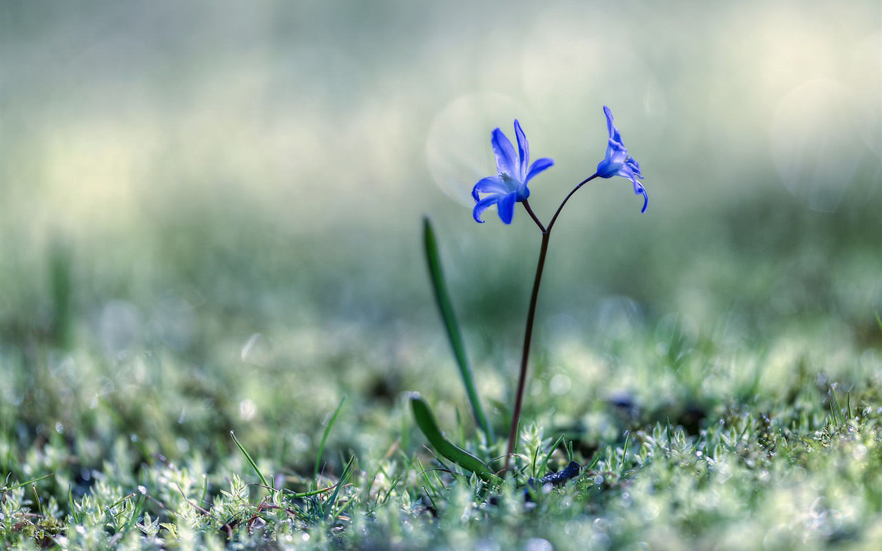 Blue Flowers on the Grass