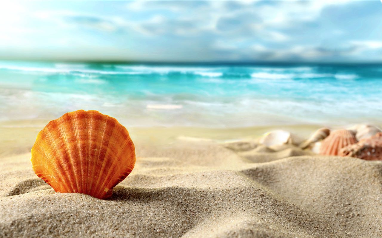 Shell on the Beach Sand