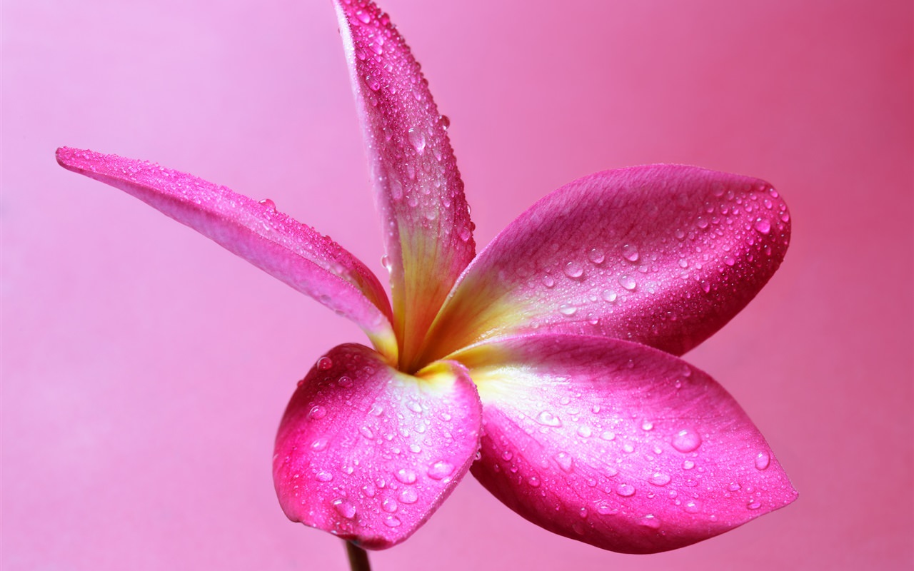 Pink Plumeria Flower Water Droplets