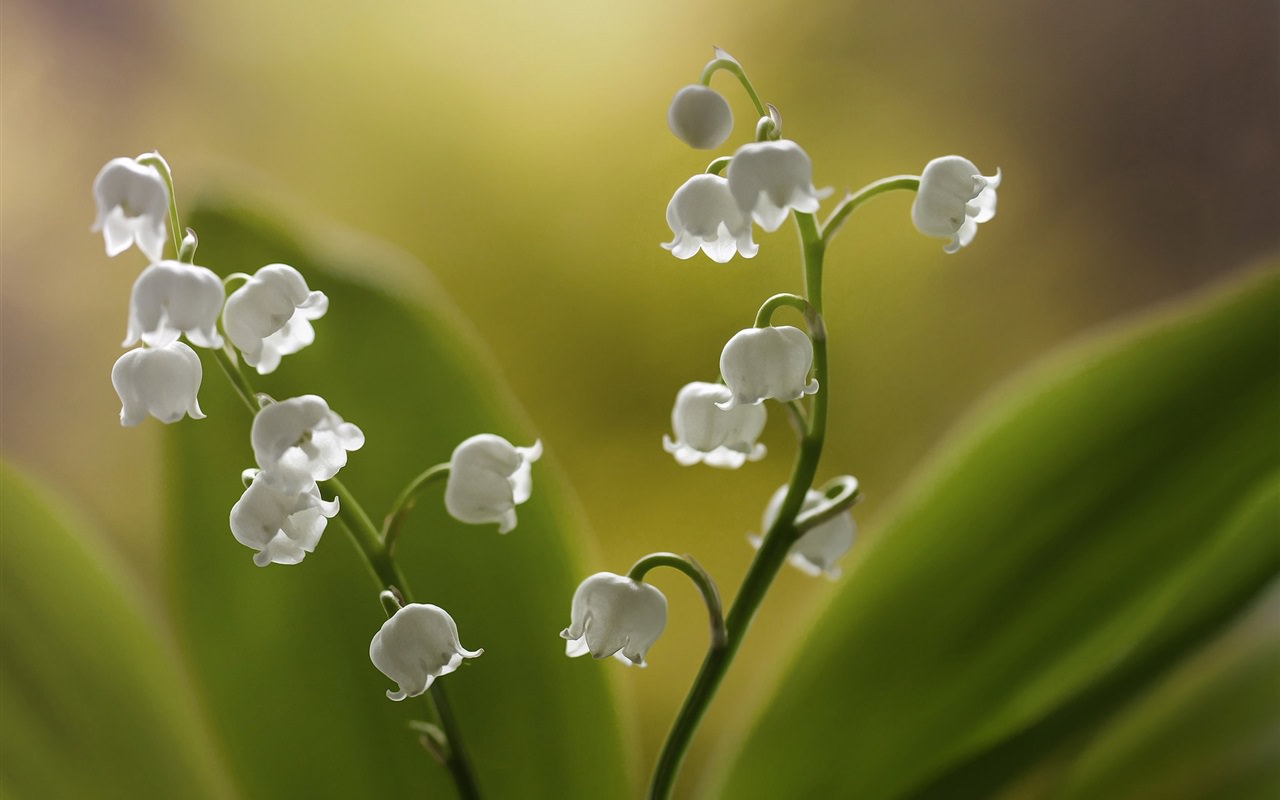 White Little Lilies