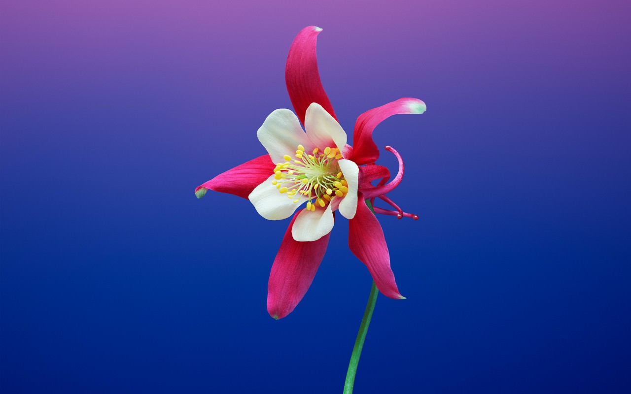 Aquilegia Flower iOS 11