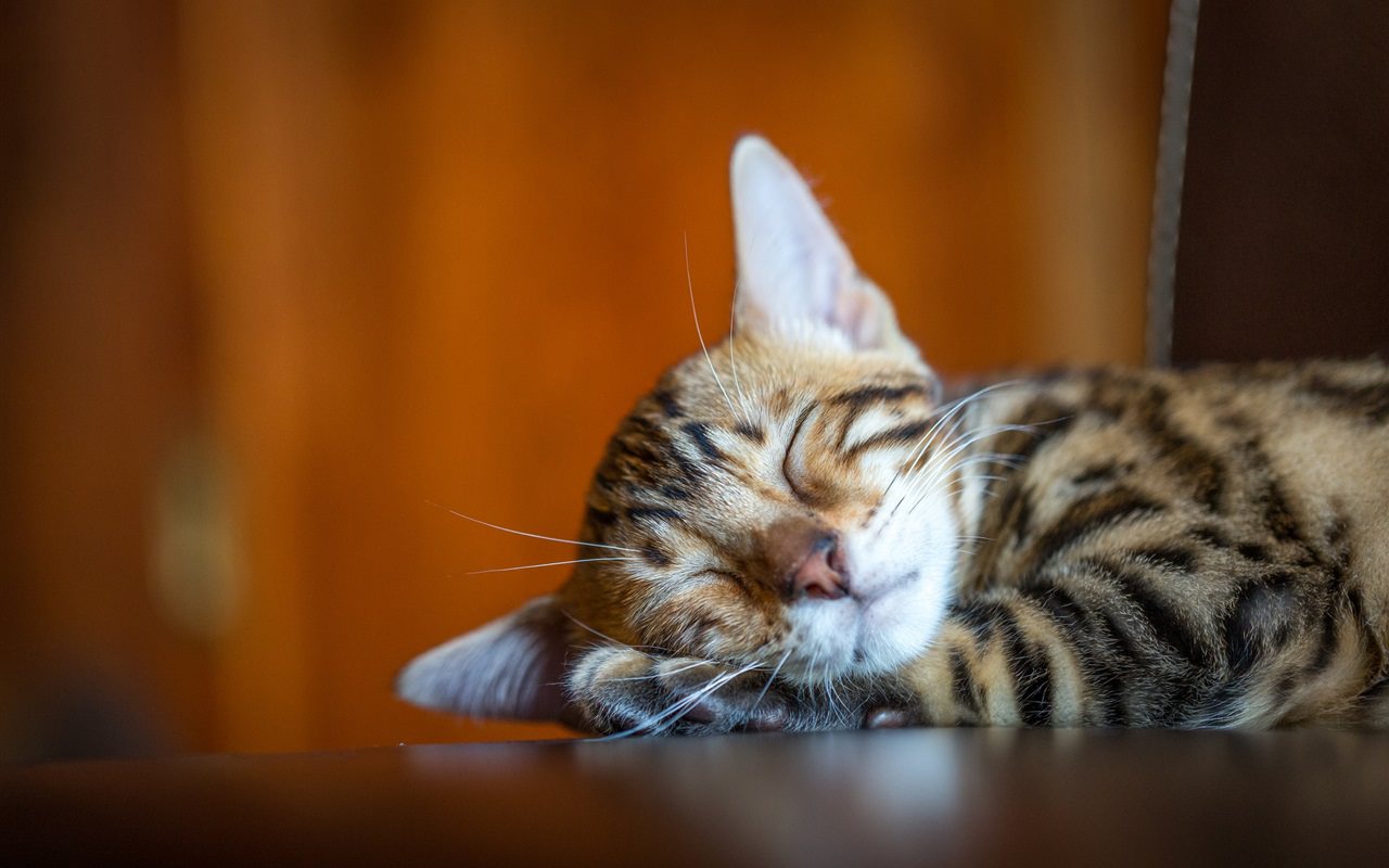 Sleeping a Cute Kitty