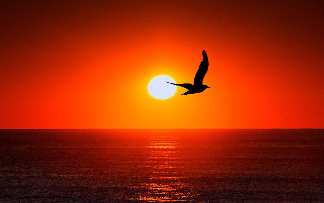 Sunset Sea Bird Silhouette