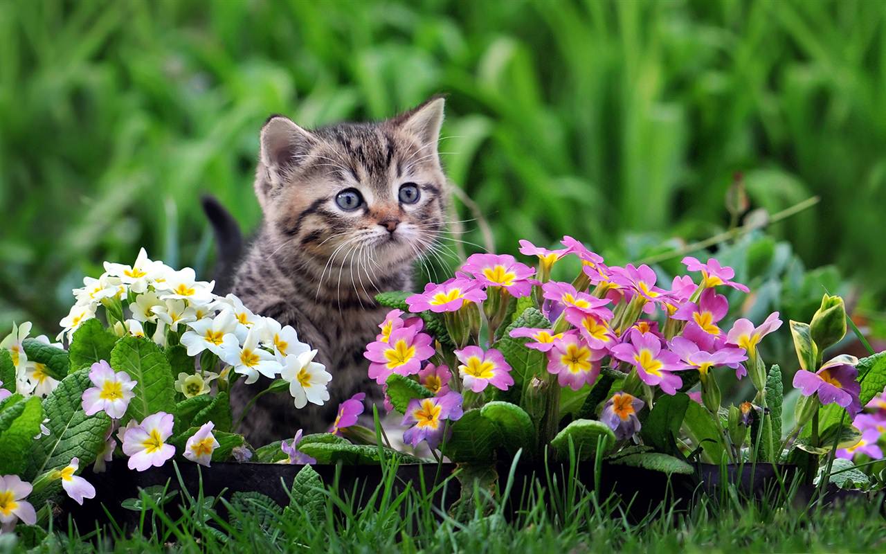 Cute Kitten with Flowers