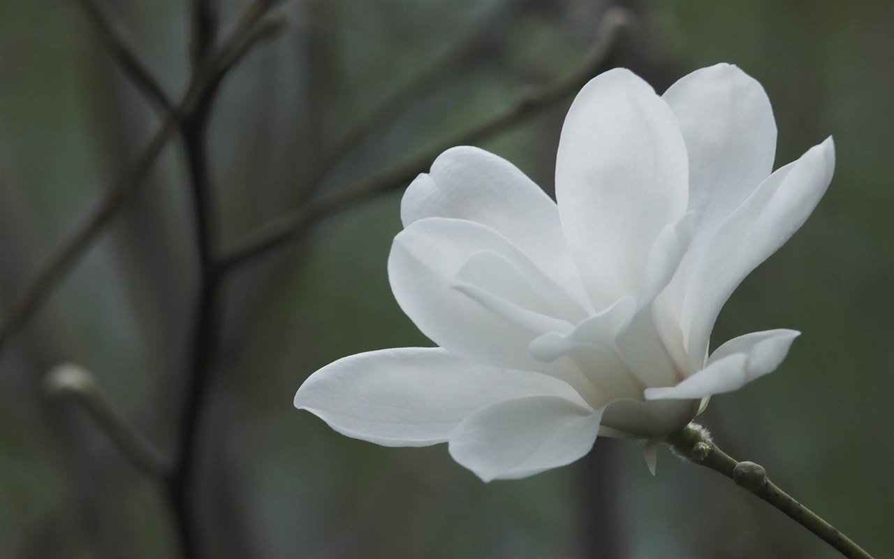 White Magnolia Flower