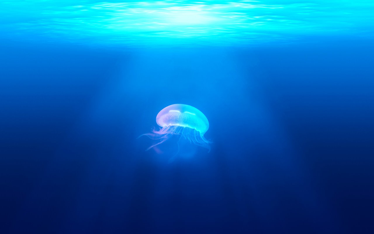 Jellyfish in the Underwater