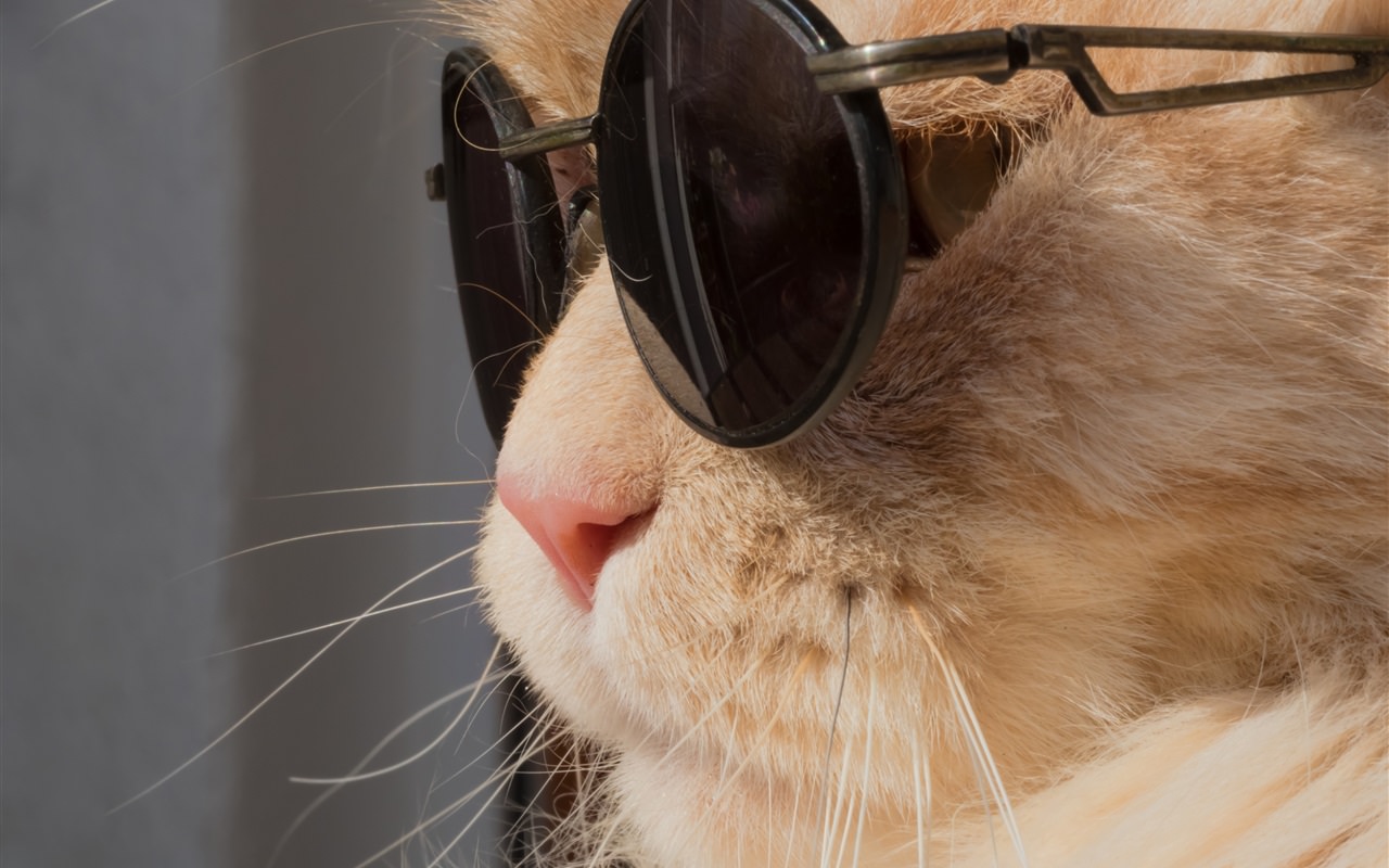 Funny Cat Wearing Sunglasses