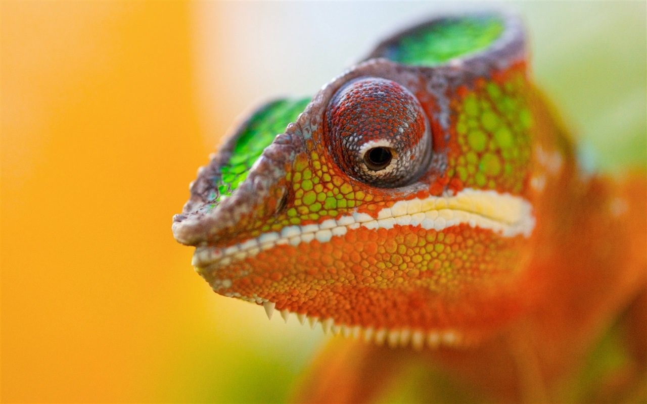 Chameleon Head Close Up