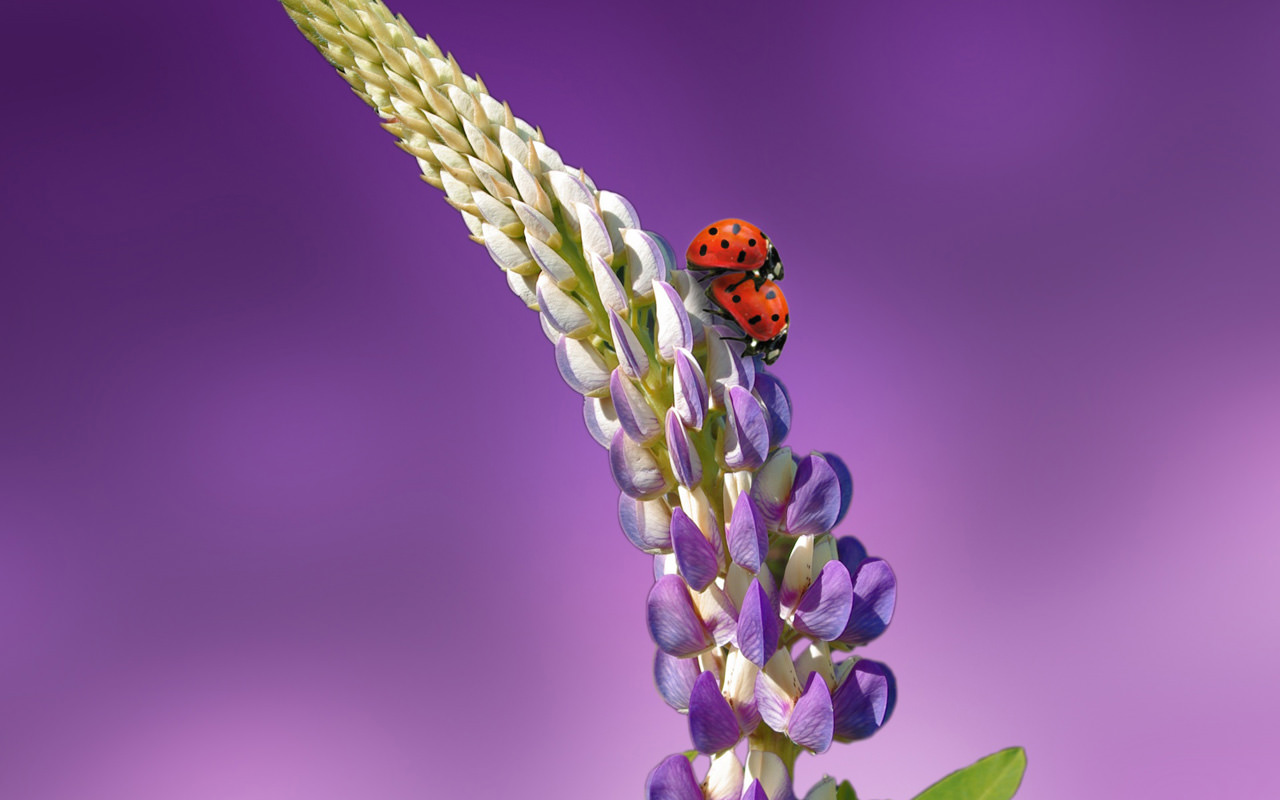 Ladybird Lavender Ladybug