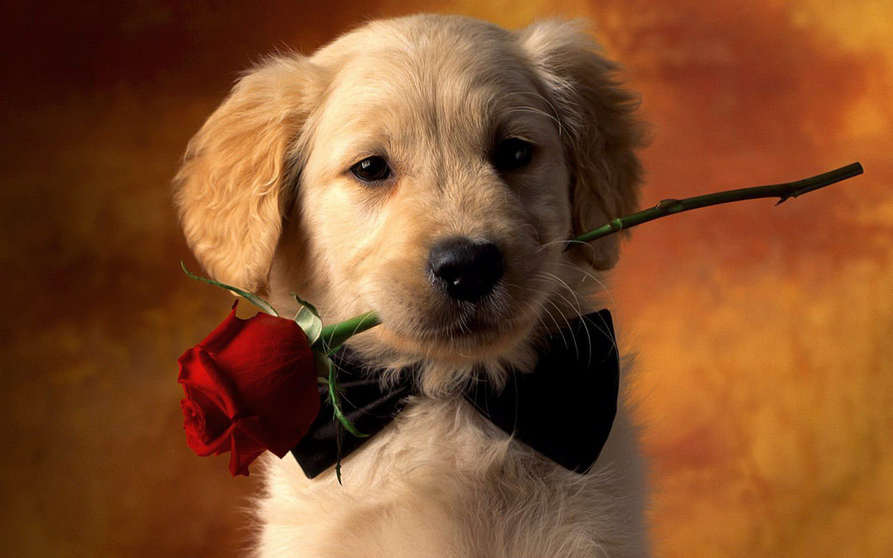 Valentine Dog with Red Rose