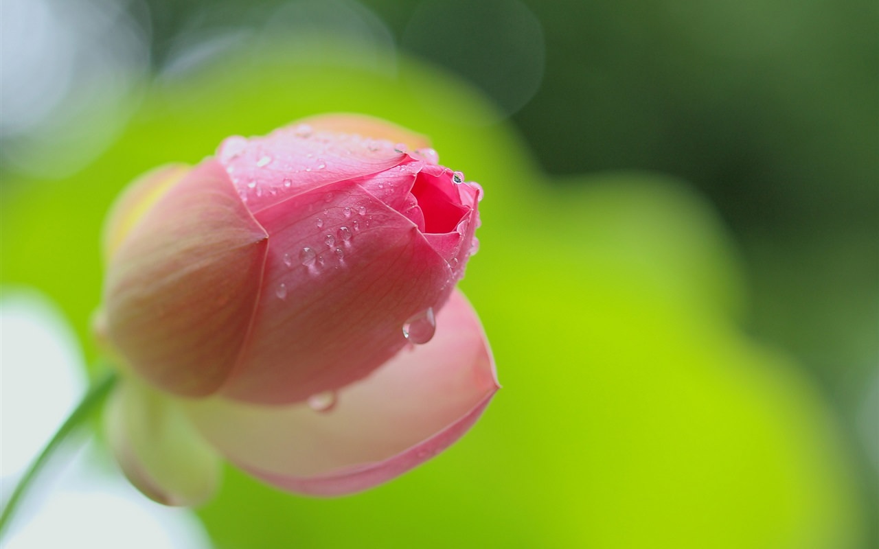Pink Lotus Flower Bud Close-Up
