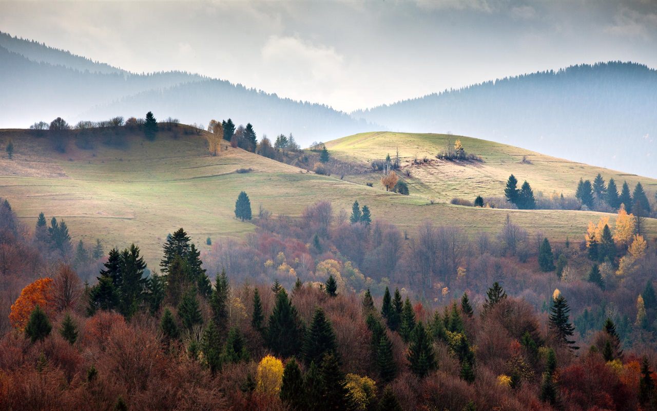 Carpathians Forest in Ukraine