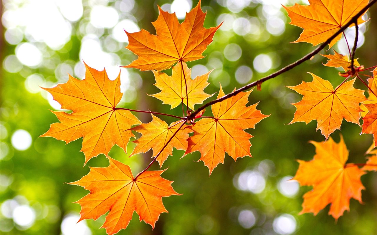 Yellow Maple Leaves in Autumn