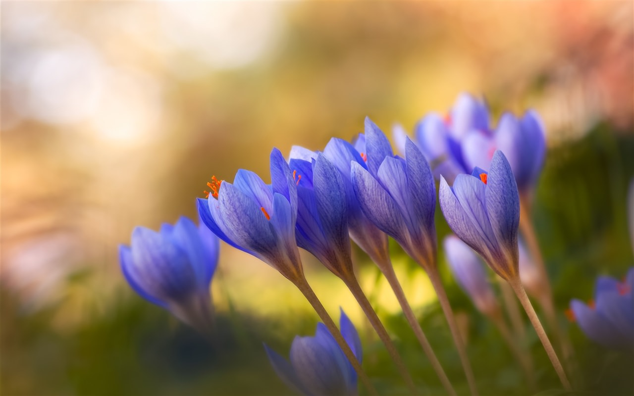 Blue crocuse flower