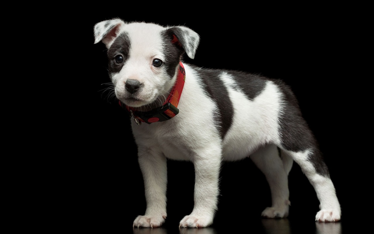 Black White Cute Puppy