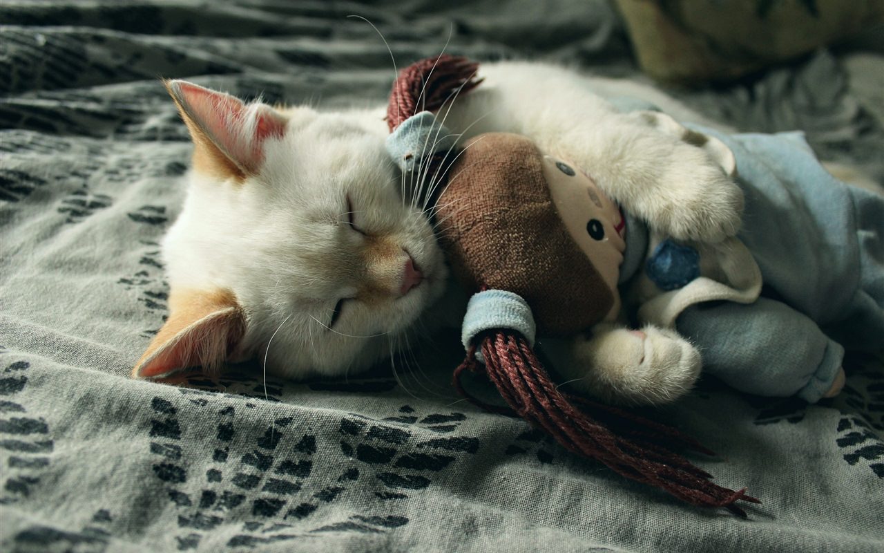 The Sleeping Cat with a Rag Doll