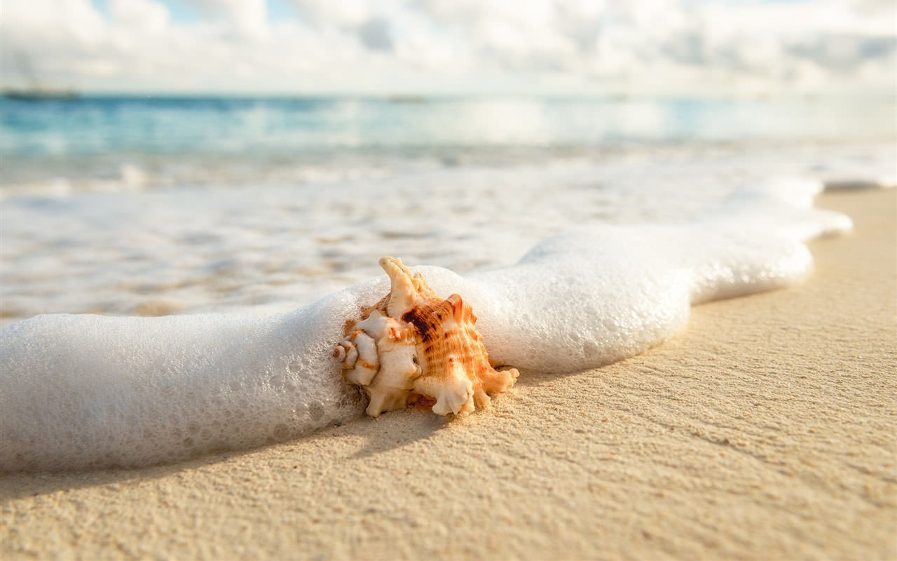 A Seashell on the Beach