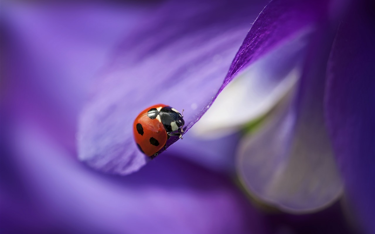 Red Ladybug on The Purple Petals