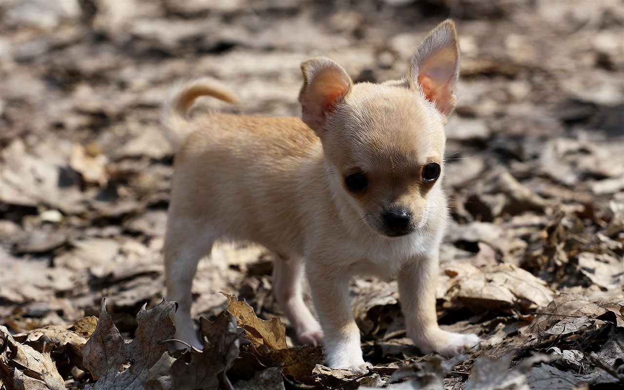 Cute Chihuahua
