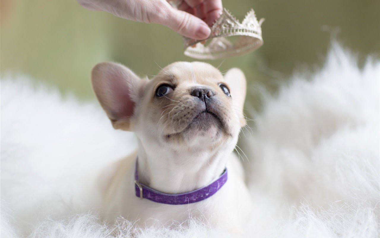White Puppy and Crown
