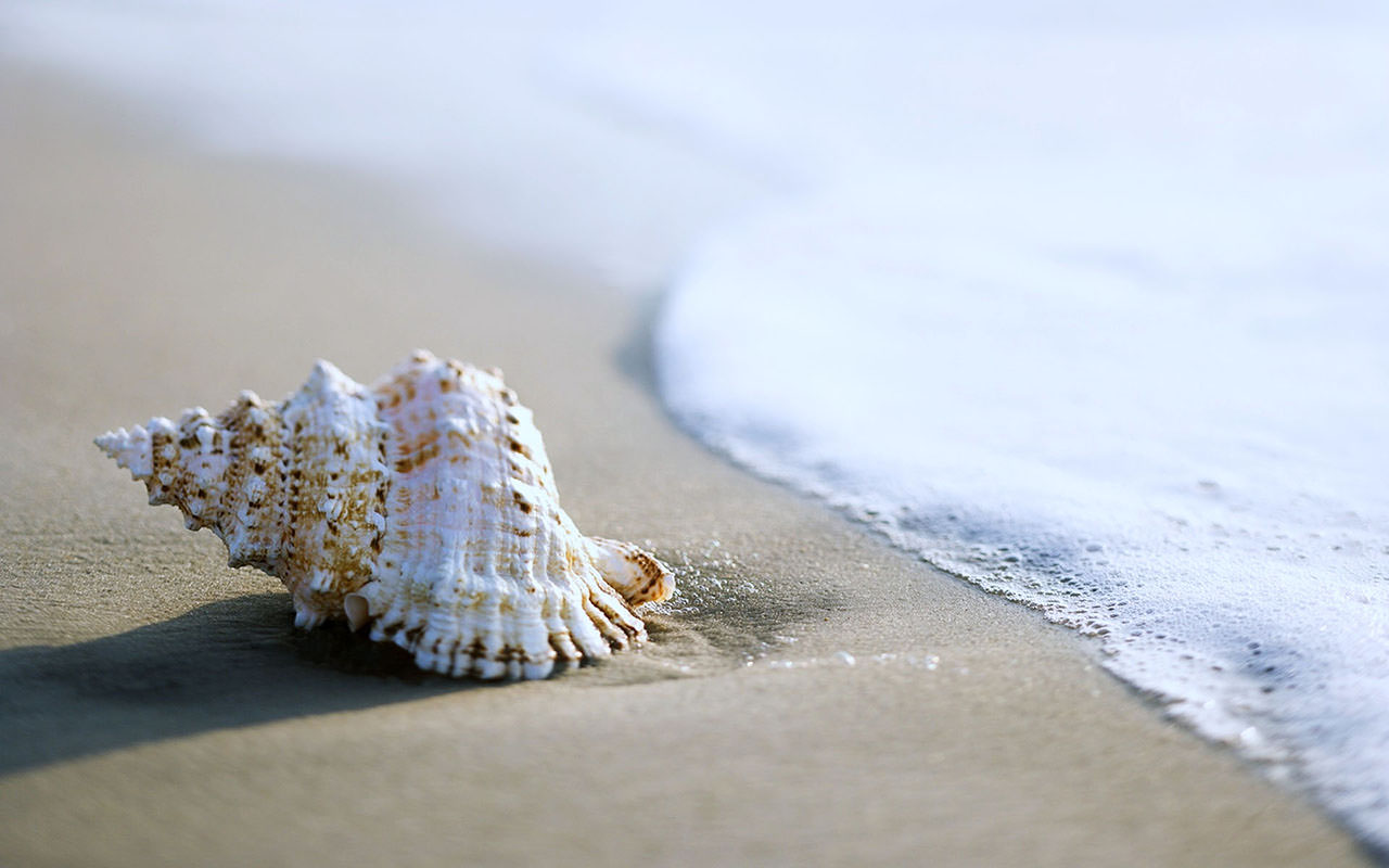 A Conch Shell on the Beach