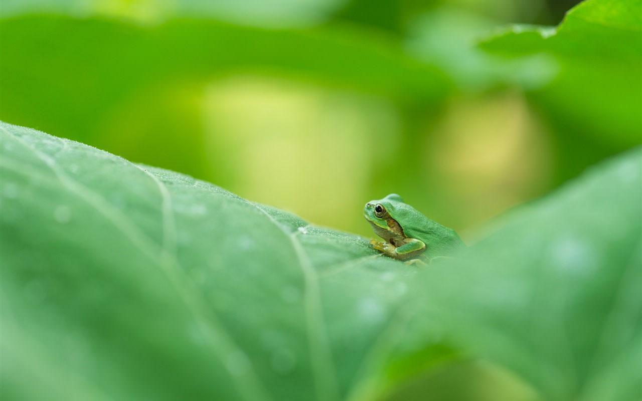 Green Frog on Green Leaf