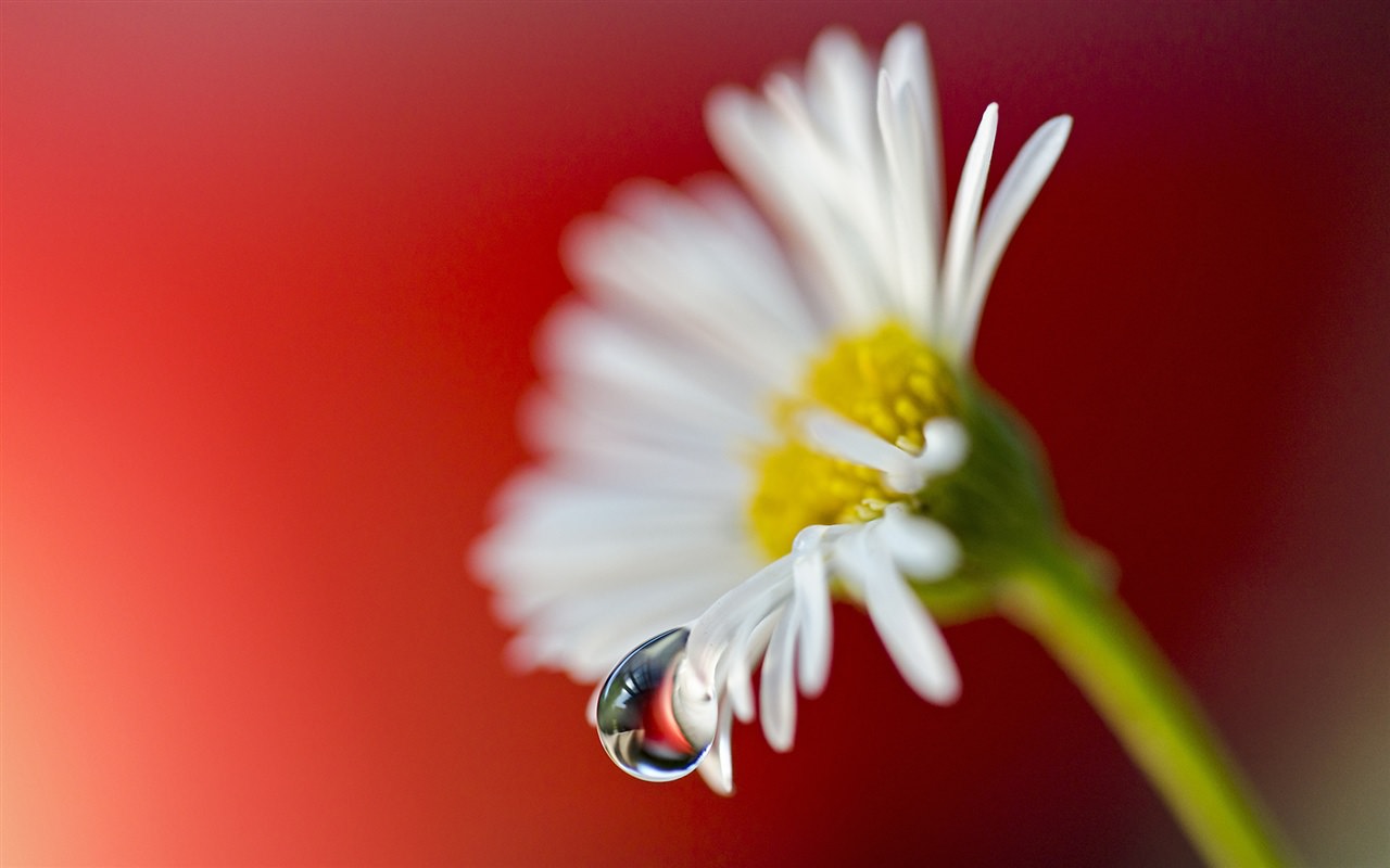 Daisy Flower Water Drop