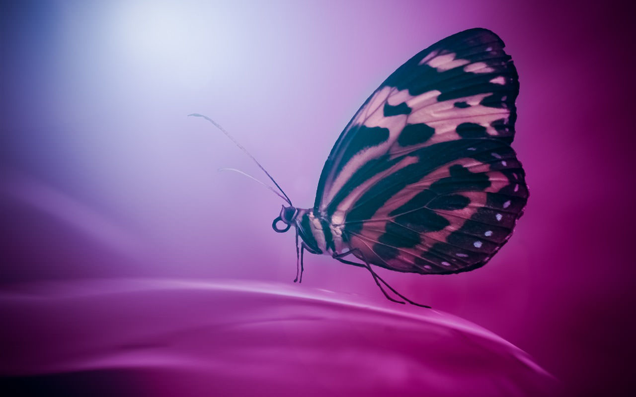 Butterfly on a Purple Petal