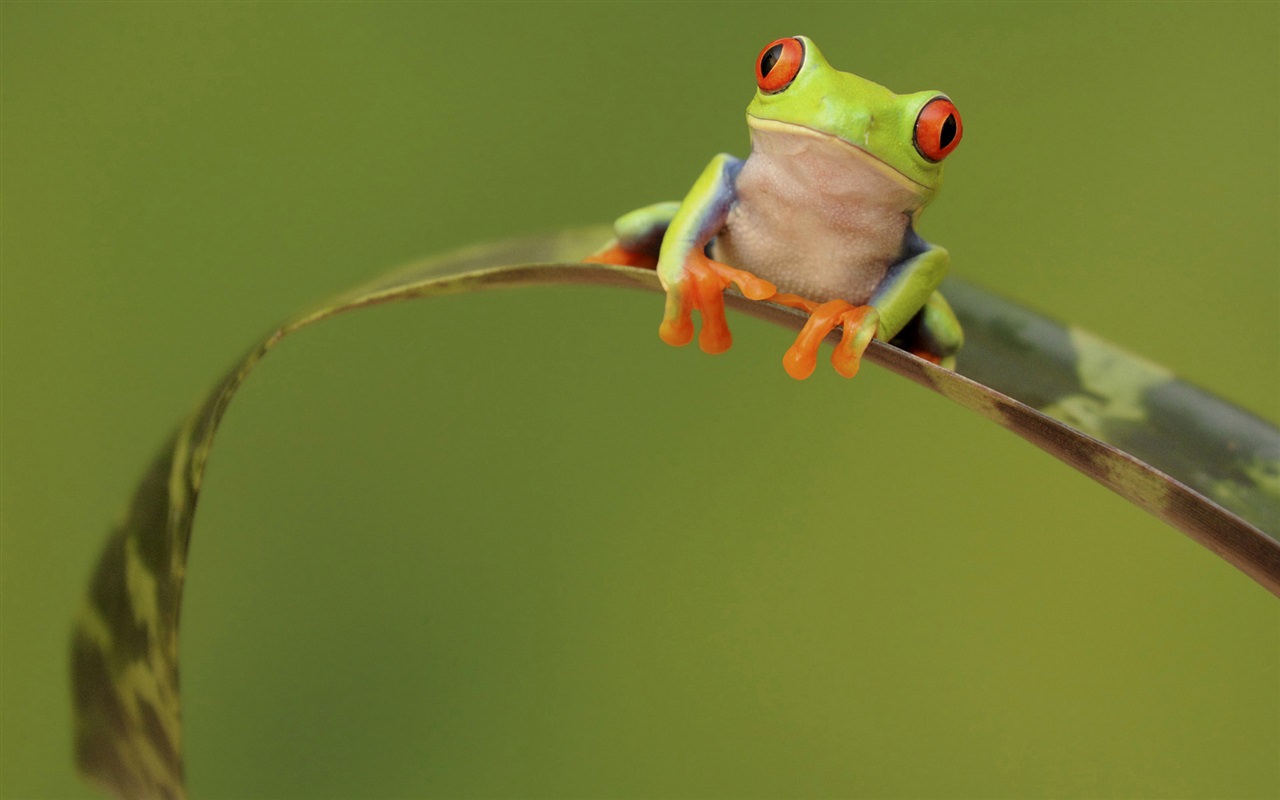 Tree Frog on a Leaf
