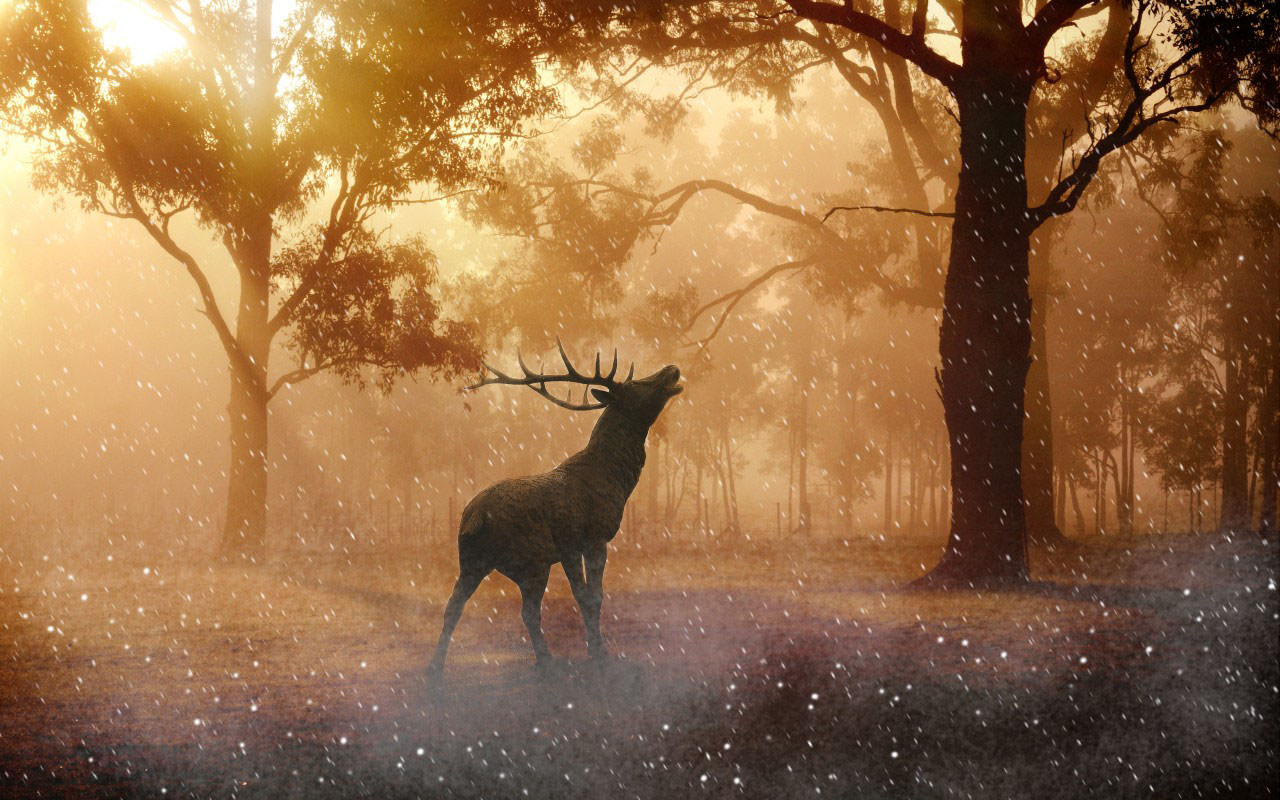 Deer in Autumn