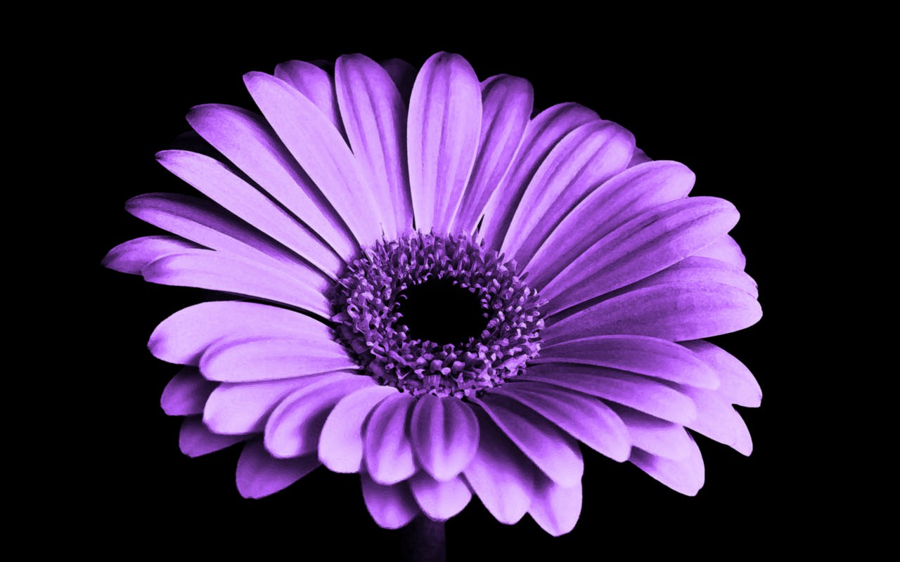Violet Daisy Flower