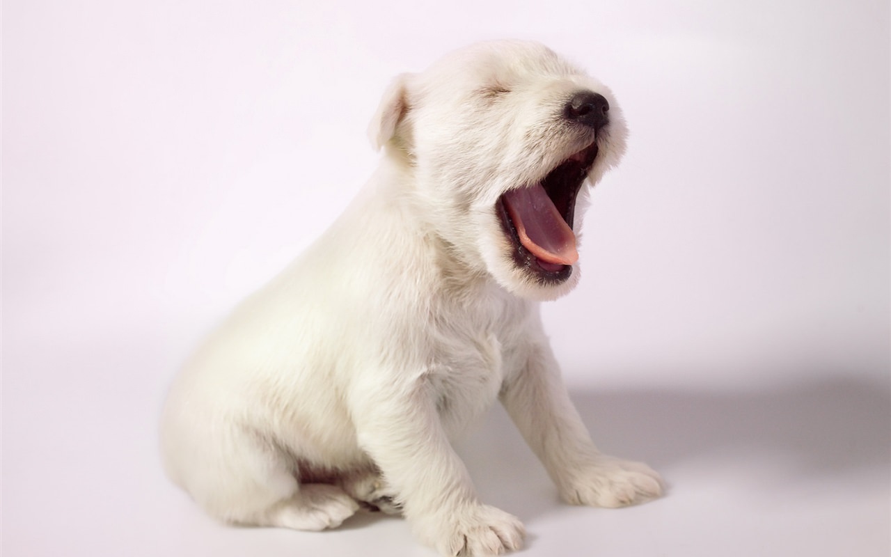 White Cute Puppy Yawn
