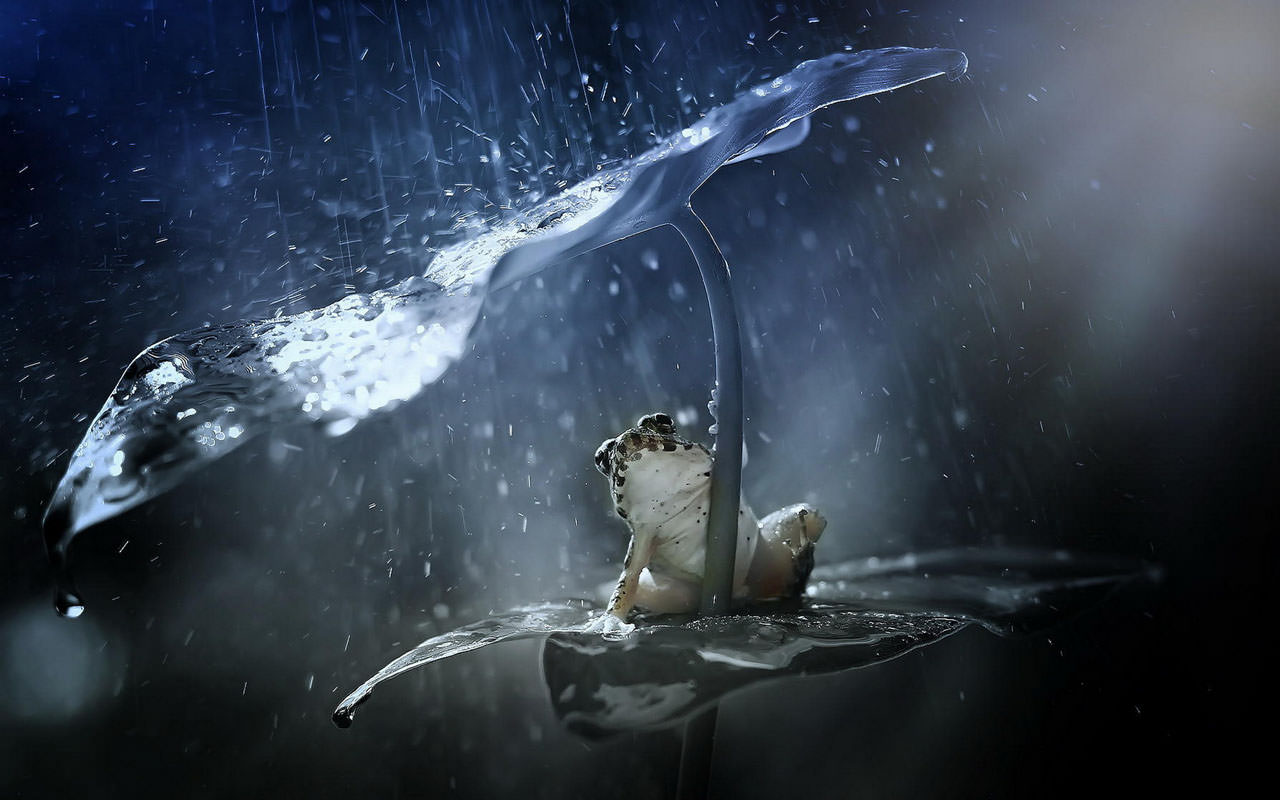 Frog in the Rain