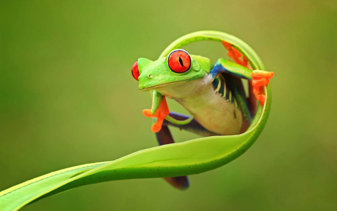 Green Frog on Green Leaf
