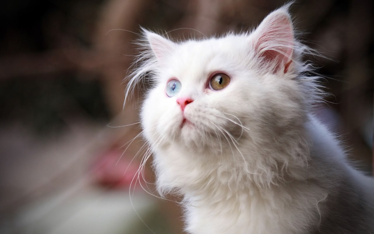 White Odd Eye Cat