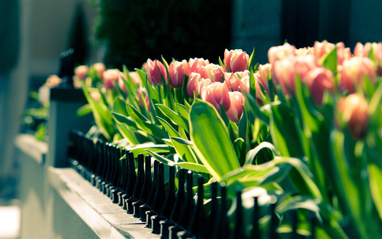 Spring tulips flower