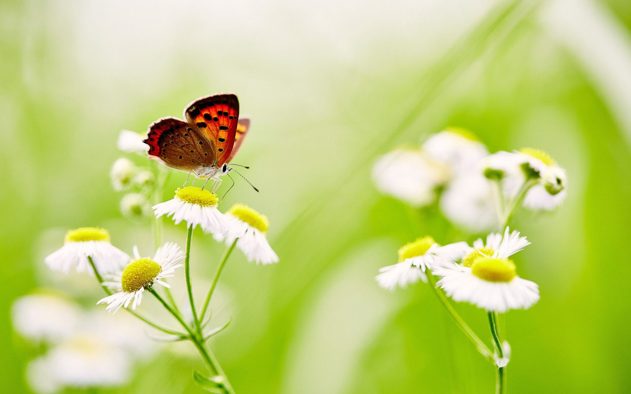 Butterfly over White Daisies