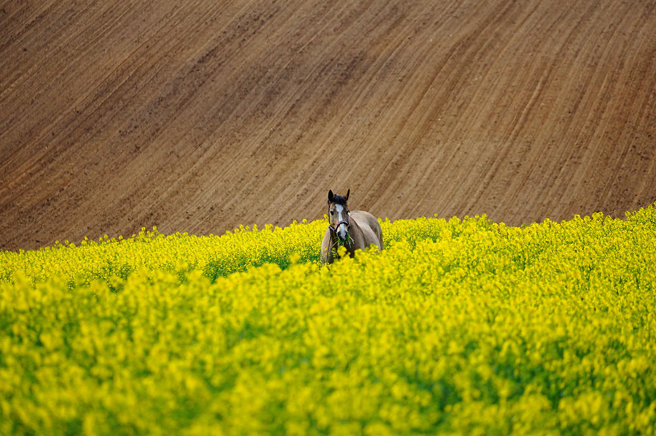 Rape Flower Field Horse