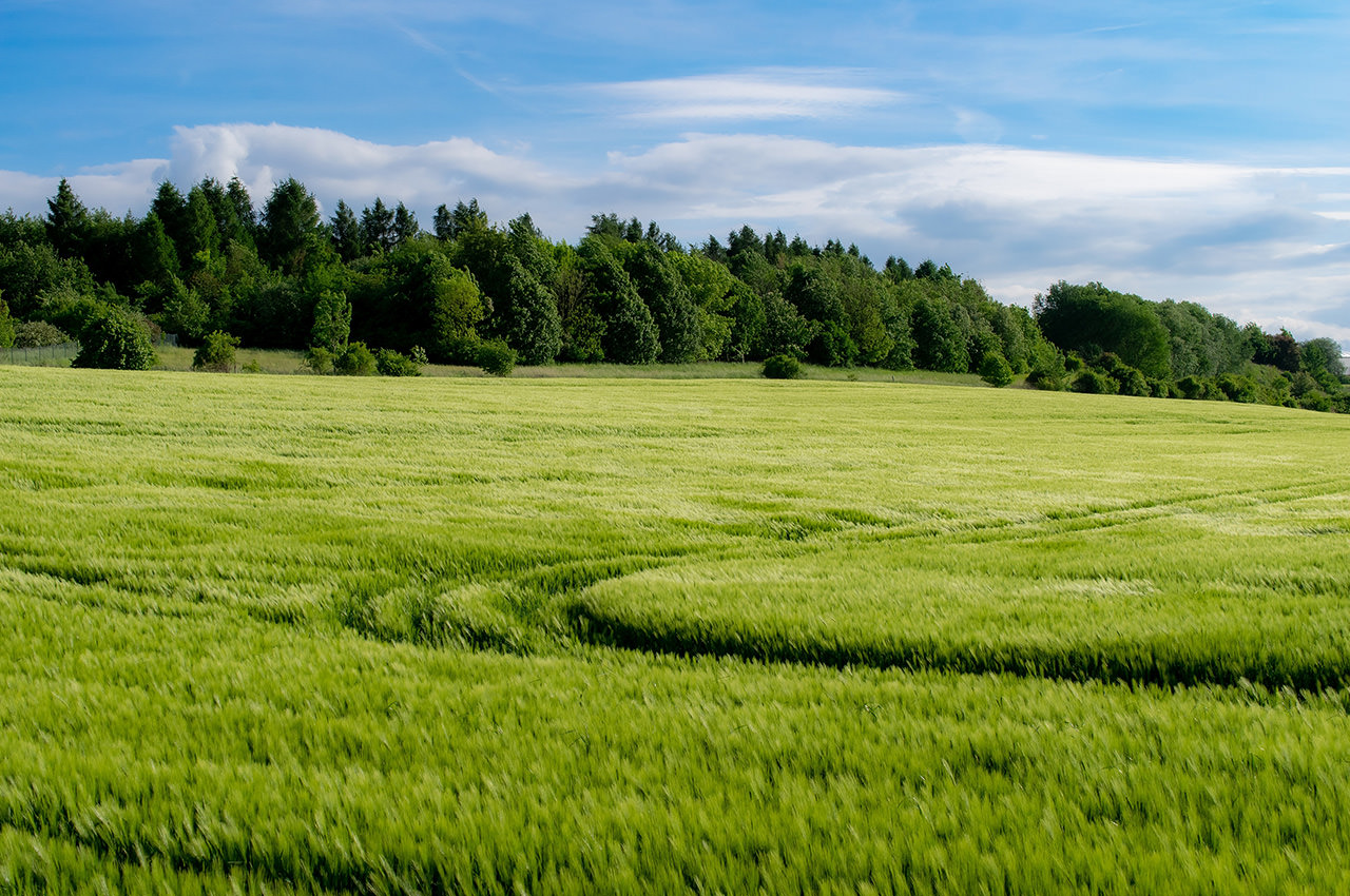 Green Wheat Field