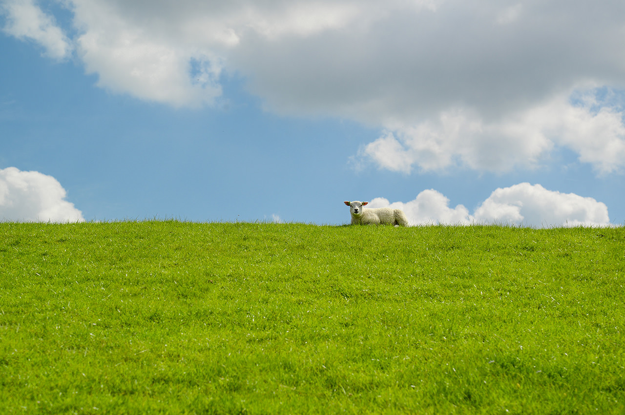 Green Hill Sheep