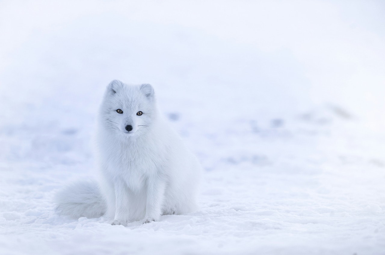 White Fox