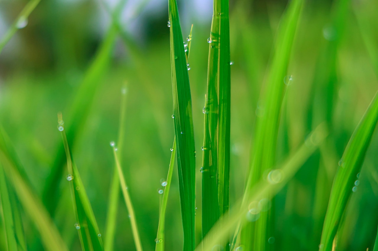 Green Plants Water Drops