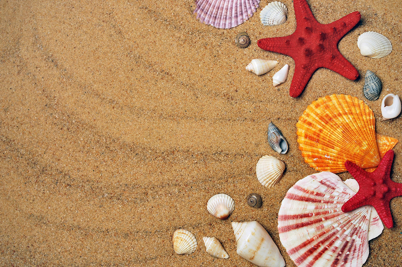 Sand Seashells
