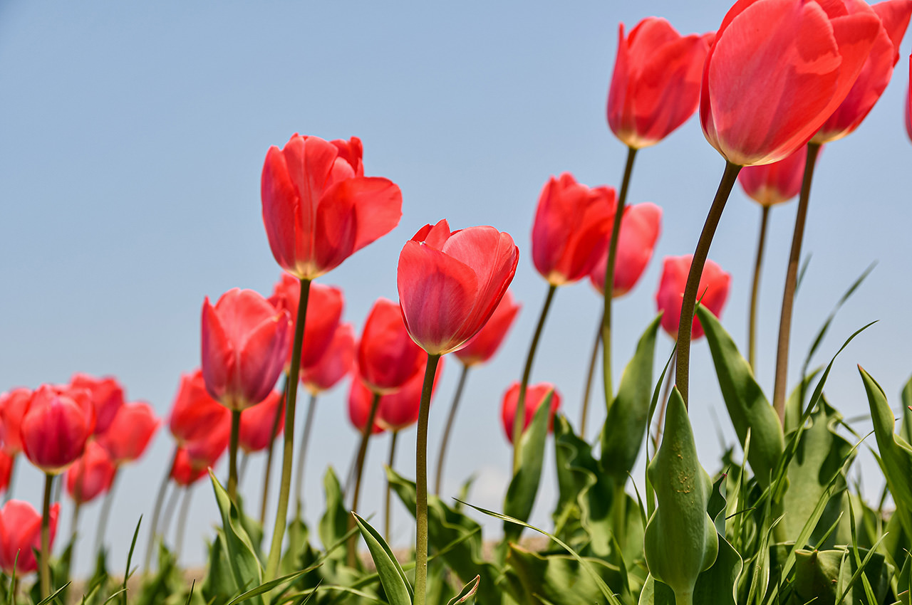 Red Tulips