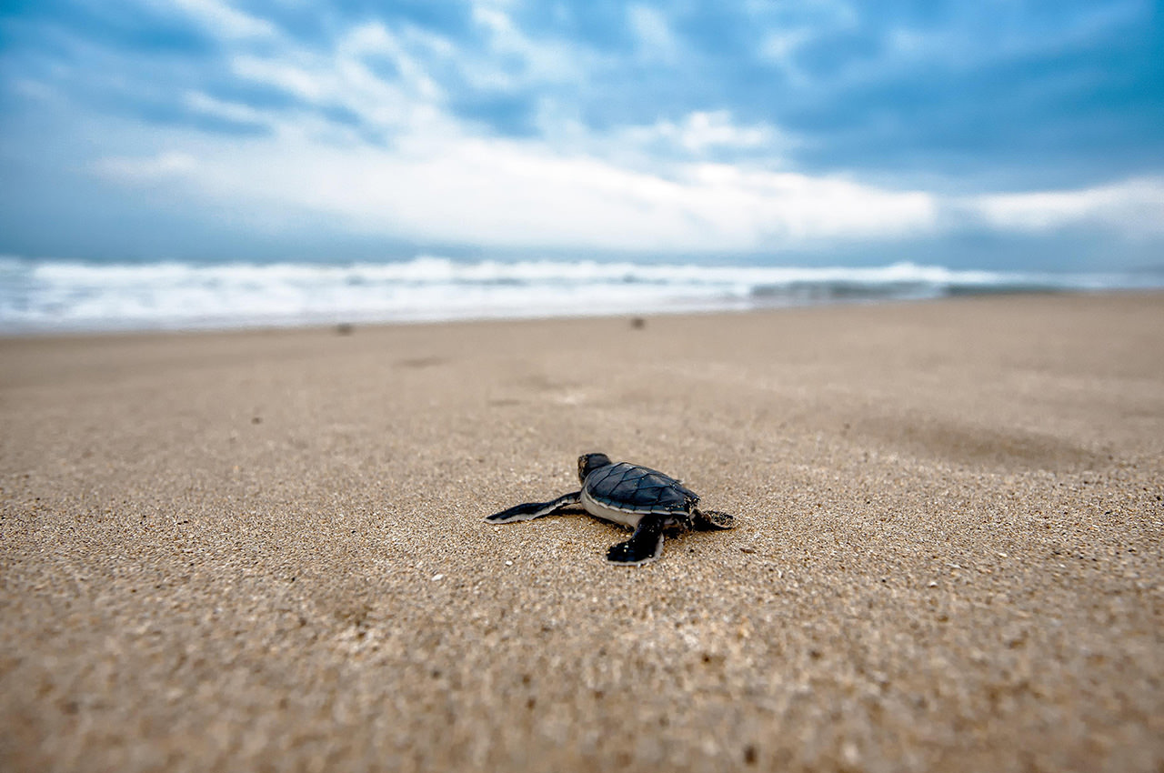 Beach Baby Turtle
